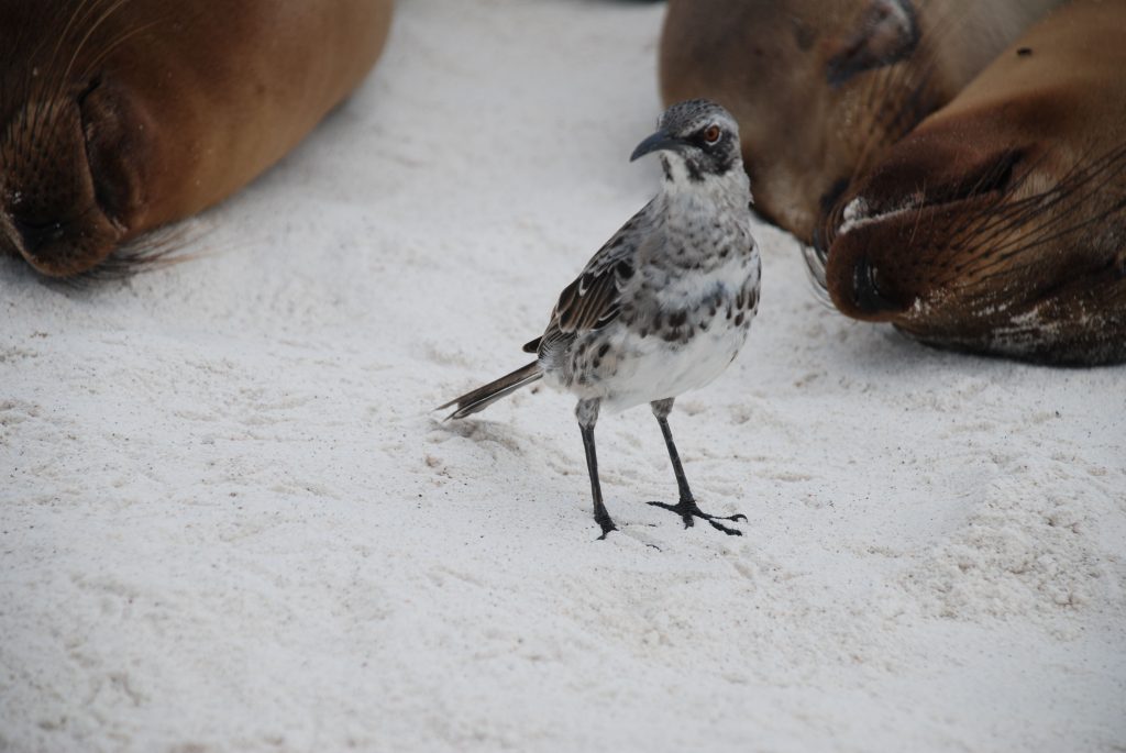 This mockingbird on Santa Fe Island in the Galapagos archipelago, in the Pacific Ocean about 600 miles west of Ecuador, is as tame as similar birds Charles Darwin found there in the 19th century. (Photo by Cindy Schlosser.) 